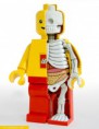 /album/stipne-a-srandovni-obrazky/anatomy-of-a-lego-doll-jpg/